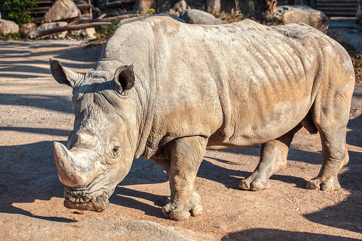 Southern white rhinoceros rare species of animal