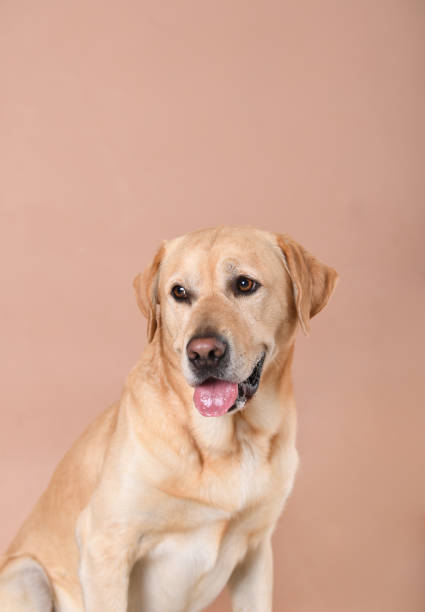 beautiful yellow labrador retriever head portrait in the garden
