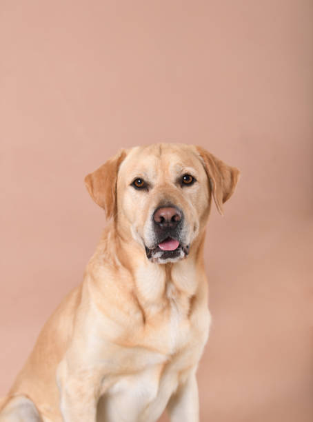 istock Labrador dog sitting against a peach colored background 1194957427
