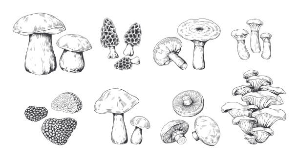 ilustraciones, imágenes clip art, dibujos animados e iconos de stock de setas dibujadas a mano. boceto vintage de porcini portobello hongo morel trufa y setas de ostra. conjunto de garabatos vectoriales - edible mushroom illustrations