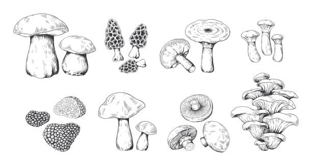 ilustrações, clipart, desenhos animados e ícones de cogumelos desenhados à mão. esboço do vintage da trufa morel do fungo do fungo do porcini portobello e dos cogumelos da ostra. conjunto de rabiscos vector - edible mushroom mushroom fungus porcini mushroom