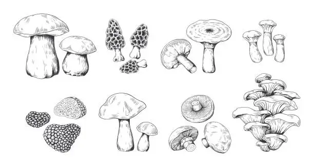Vector illustration of Hand drawn mushrooms. Vintage sketch of porcini portobello fungus morel truffle and oyster mushrooms. Vector doodle set