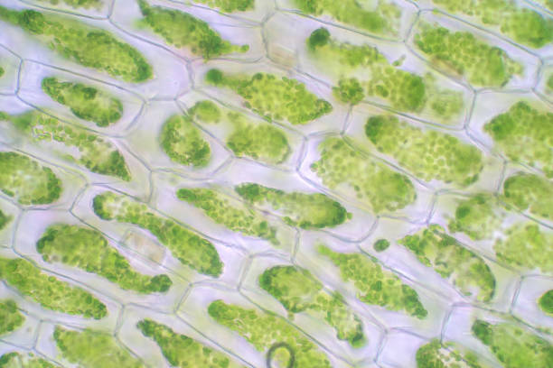 istock Plant cell under the microscope view for education biology. 1194963435