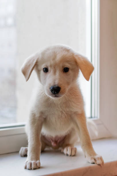 istock Cute little white puppy is sitting near a window. 1194963773