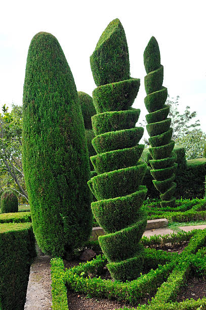 istock Botanical garden with decorative trees in Funchal, Madeira 119496511