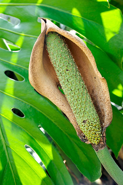 istock Close up of Philodendron flower 119496529
