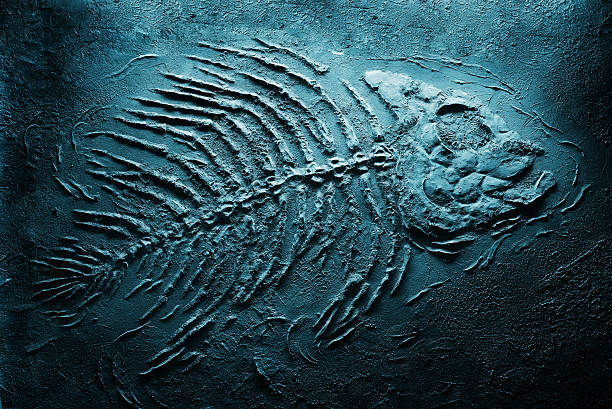 scheletro di pesci sott'acqua - fossil foto e immagini stock