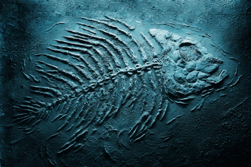 fish skeleton underwater