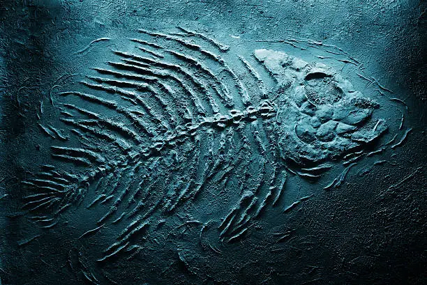 Photo of fish skeleton underwater