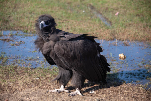 istock Mongolian Black Cinereous Vulture or Aegypius monachus 1194968787