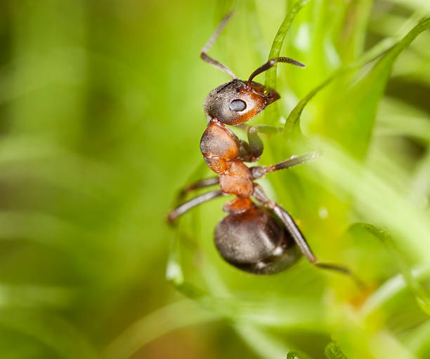 istock Wood ant among moss. Extreme close-up 119496926