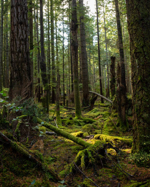 istock Path and mossy trees in lush forest 1194969634