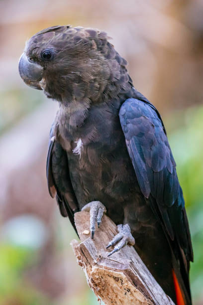 istock Glossy Black-Cockatoo (Calyptorhynchus lathami) 1194969766