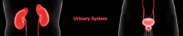 istock Human urinary System Kidneys with Bladder Anatomy 1194969825