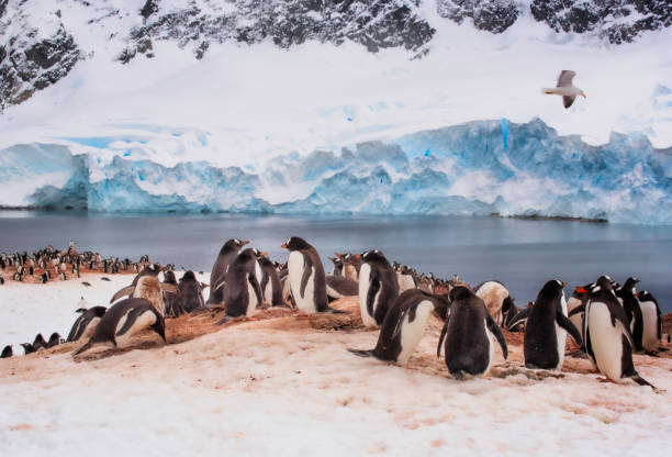 Kelp gull flies over Gentoo Penguin colony in Antarctica in front of glacier Panoramic of Antarctic scene of gentoo penguin colony, overflown by kelp gull, in front of a glacier kelp gull stock pictures, royalty-free photos & images