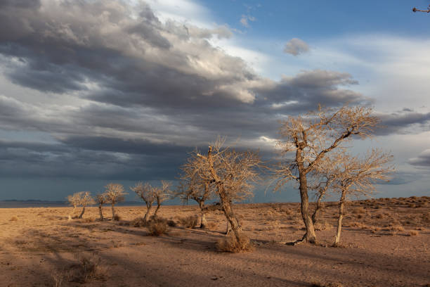 istock trees in a nature of western Mongolia 1194969900
