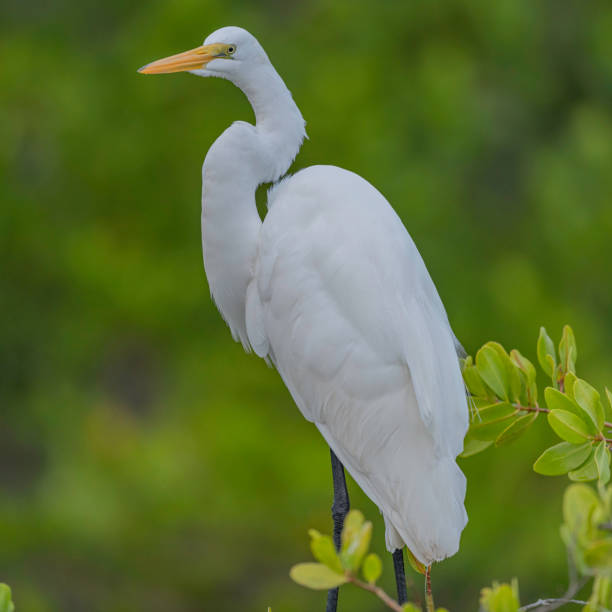 istock Portrait of a great egret on mangrove tree 1194969903