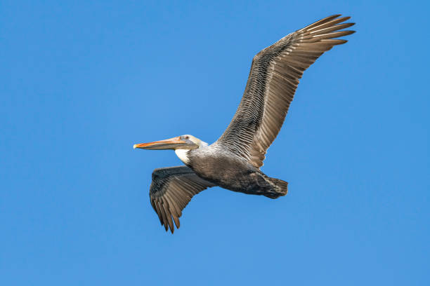 istock Flying brown pelican in blue sky 1194969930