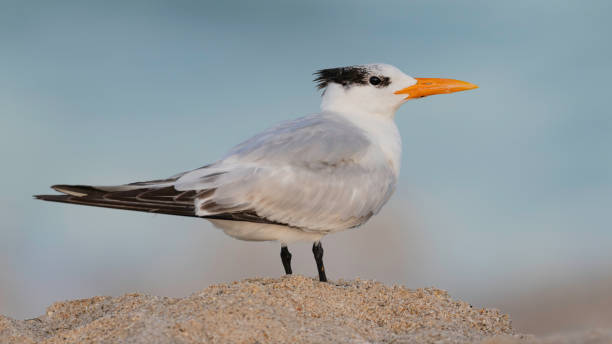 istock Royal tern on sand under late sunshine 1194970653