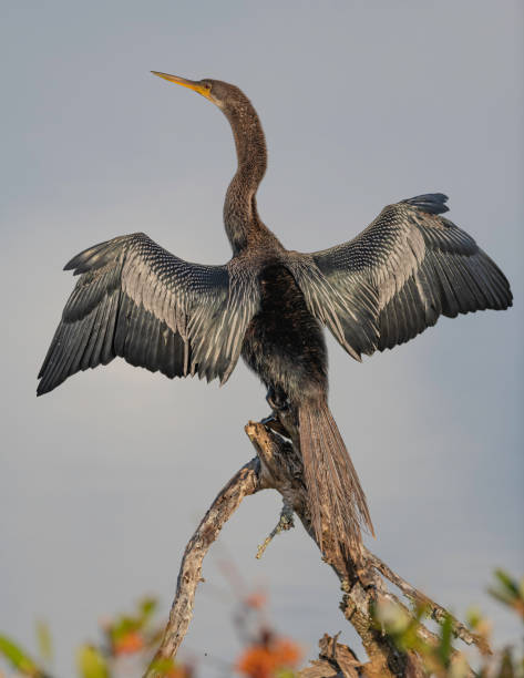 istock Anhinga with showy wings on tree banch 1194970671
