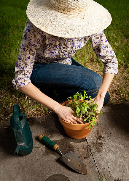 istock woman re potting plant 119497098
