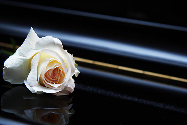 istock White rose on the piano 119497118