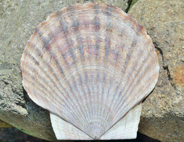 istock Shell of scallop 10 1194971586