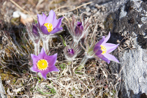 istock Altai Beautiful flowers Calm relax natural background. 1194973552