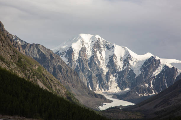 altai mountain covered with snow and forest in foront