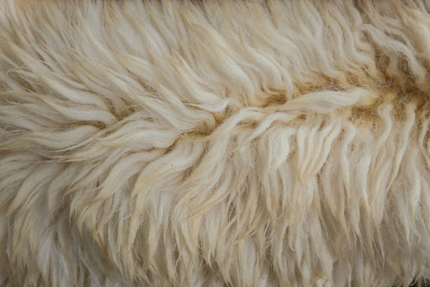 istock Nicaragua, USA, Abstract, Animal, Artificial 1194974954