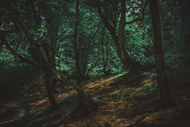 istock moody shot in the forrest in iran 1194978190
