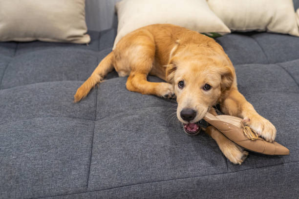 Guilty golden puppy biting shoe on sofa at living room stock photo