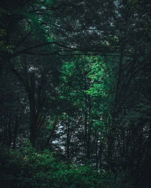 istock moody shot in the forrest in iran 1194978264