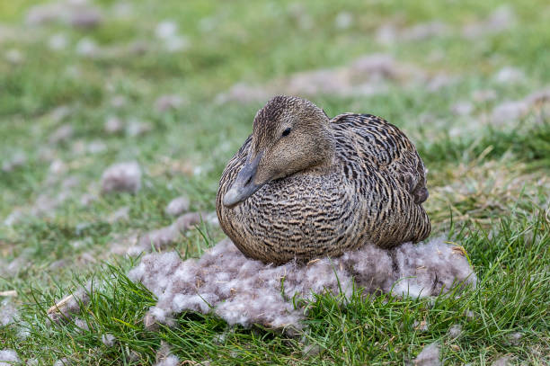 Female Eider Duck on a nest in Svalbard - Somateria mollissina The common eider  (Somateria mollissima) is a large  sea-duck that is distributed over the northern coasts of Europe, North America and eastern Siberia. anseriformes photos stock pictures, royalty-free photos & images