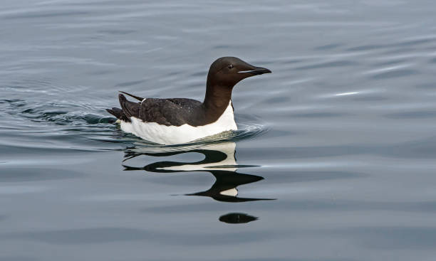 Thick-billed Murre or Brünnich's guillemot - Uria lomvia Thick-billed Murre found in Svalbard above the Arctic Circle charadriiformes stock pictures, royalty-free photos & images