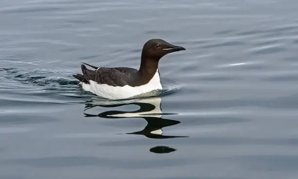 Photo of Thick-billed Murre or Brünnich's guillemot - Uria lomvia