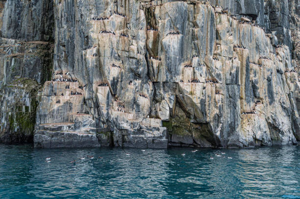 istock Alkefjellet bird cliff in Svalbard with murres. 1194979193