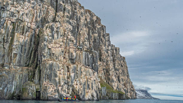 Alkefjellet bird cliff in Svalbard with murres. Alkefjellet Bird Cliff on Spitsbergen Island, Svalbard. Nesting Thick-billed Murres. charadriiformes stock pictures, royalty-free photos & images