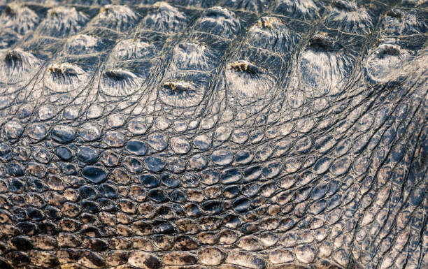 Alligator skin stock photo