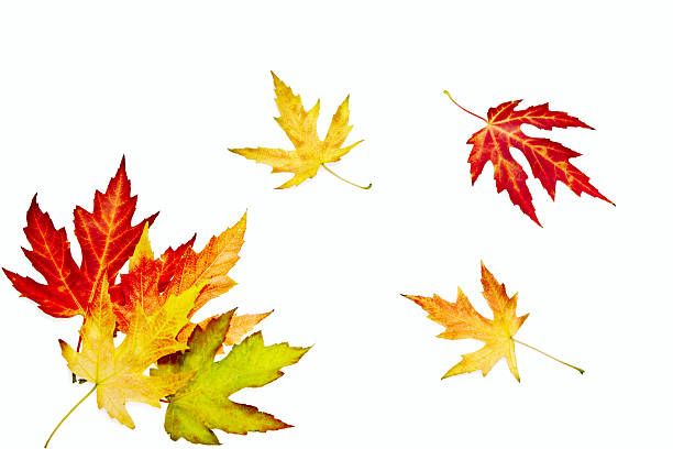 istock Colorful autumn leaves 119498013