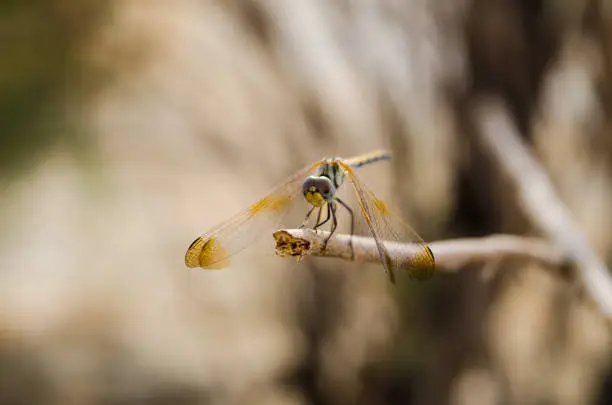 dragonfly sited on a tree branch