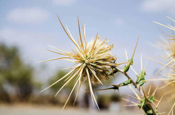 Thistle flower fully grown up in desert