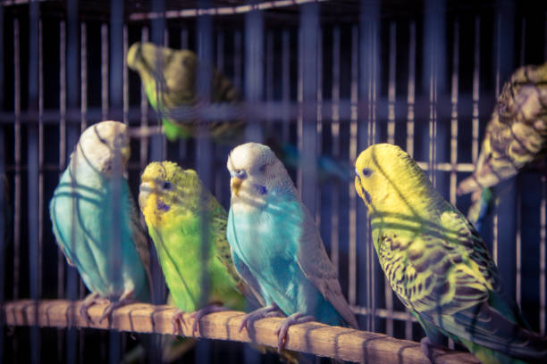 istock Cute colorful love birds inside the cage 1194981883