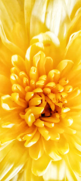istock A close shot of a Chrysanthemum petals 1194981920