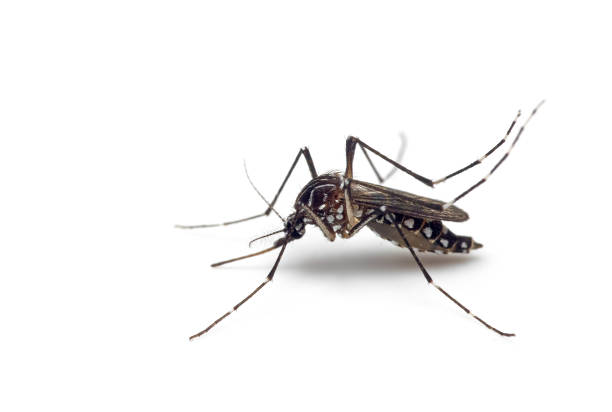 白い背景に隔離された黄熱病蚊のマクロ写真 - insect macro fly magnification ストックフォトと画像