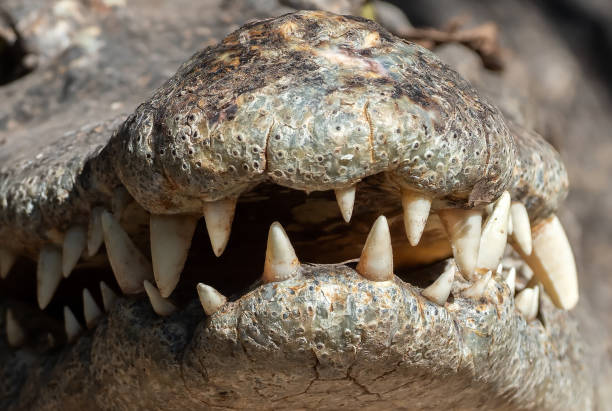 istock Close up Crocodile Teeth in The Mouth Isolated on Background 1194981938
