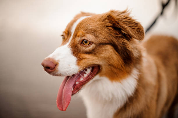 istock Ginger and white dog on a black leash standing with a open mouth 1194982001