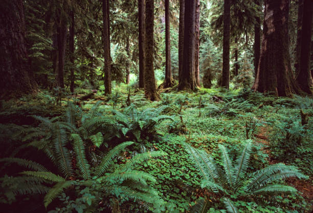 North Cascades National Park -  Ferns on the Forest Floor - 1989 North Cascades National Park -  Ferns on the Forest Floor - 1989. Scanned from Kodachrome slide. pacific northwest photos stock pictures, royalty-free photos & images