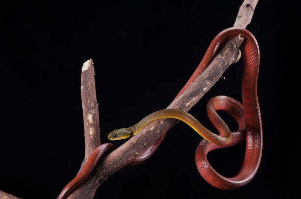 istock Boiga Dendrophila Nigriceps or red boiga 1194984945