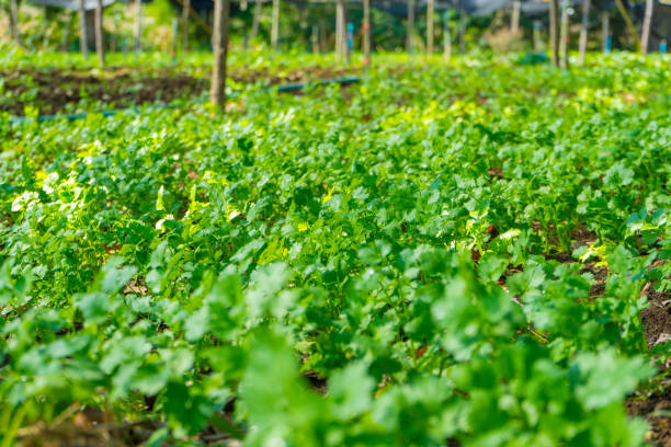 istock Fresh green Coriander field in a farm 1194984972